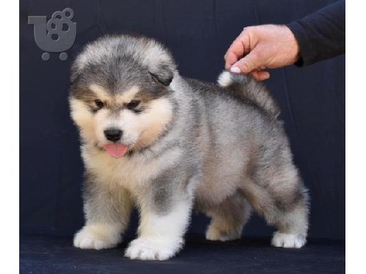 PoulaTo: Κουτάβια malamute της Αλάσκας